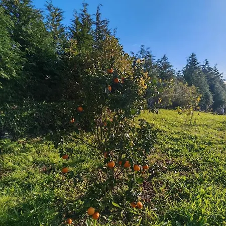 Casa Do Almance * Sao Joao (Pico Island)