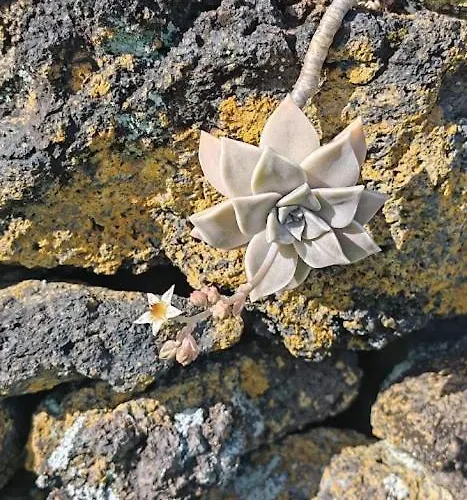 Casa Do Almance Vakantiehuis Sao Joao (Pico Island)