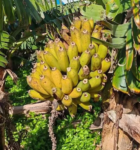 Casa Do Almance Sao Joao (Pico Island)