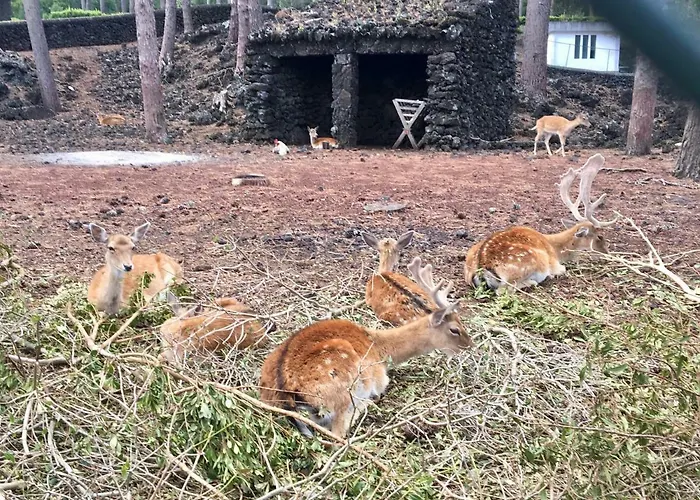 Dom wakacyjny Casa Do Almance Sao Joao (Pico Island)